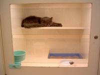 Pekacho Cat's Shop