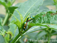 Puli's Mu Ji Lan Creek