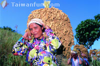 布農族為典型的高山原住民，分布在埔里以南的中央山脈及東側，在台東縣則多集中於海端及延平兩鄉，是嚴守一夫一妻制的族群；布農族人和音唱法非常獨特，連小孩子都能以和音吟頌歌謠，這聞名的八部合音，是上天賦予布農族人最特殊的才能。