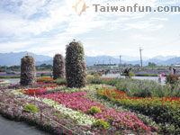 花海蝶舞 山清水明––享受新社鋪天蓋地的浪漫