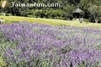 The beauty of autumn at the Wuling and Fushoushan farms