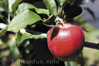 The beauty of autumn at the Wuling and Fushoushan farms