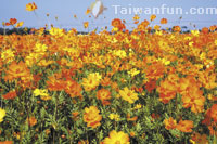 Beauty abounds across Xinshe's dazzling Sea of Flowers