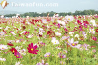 Beauty abounds across Xinshe's dazzling Sea of Flowers