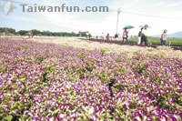 Beauty abounds across Xinshe's dazzling Sea of Flowers