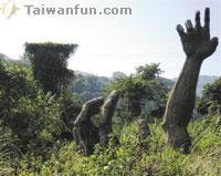 A natural greenhouse: Finding peace in Snow Mountain's bird's nest fern forest