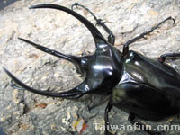 Forest Insect Pet Boutique and Ecological Park