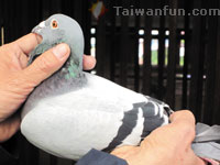 Taiwanese pigeon racing wins local and foreign fans