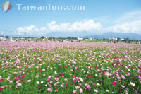 2012 Xinshe Flower Festival: A Sea of Flowers