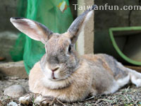 Two Rabbits House