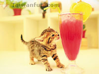 �ߤ��l�@�� 