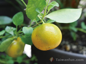 Getting growing: A starter guide to gardening